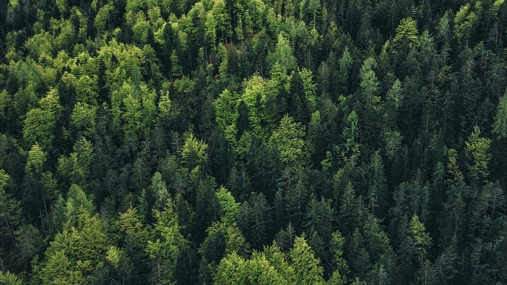 Trägershort Solstice Bib Women M